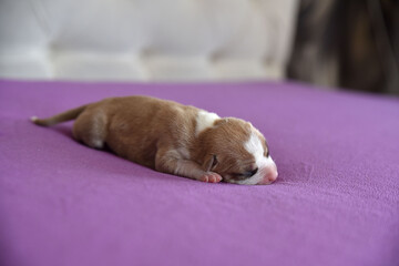 American Staffordshire Terrier puppy