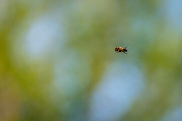 Flying honey bee in a blue sky