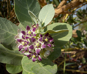 Calotropis gigantea, commonly called crown flower or giant milkweed.