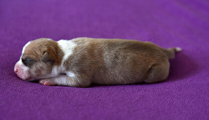 American Staffordshire Terrier puppy