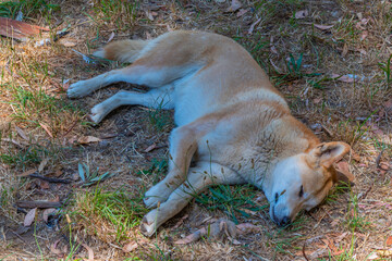 dingo at cleland wildlife park at Adelaide, Australia