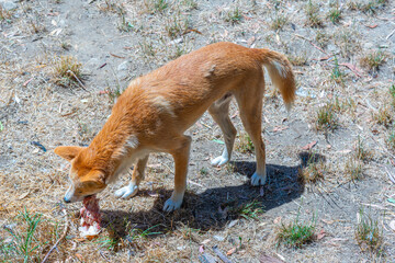 dingo at cleland wildlife park at Adelaide, Australia