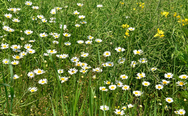 Kwiaty polne © zibi