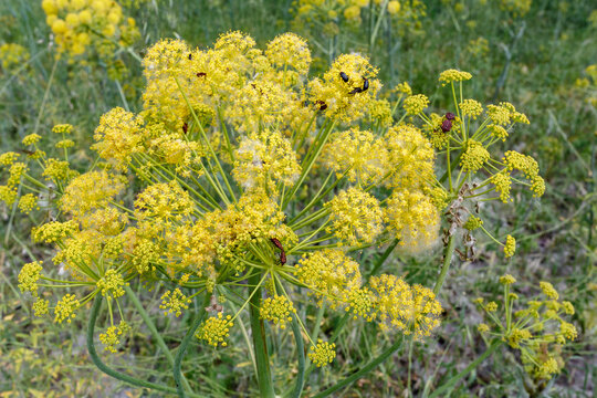 Planta de thapsia villosa con diferentes insectos entre sus flores.