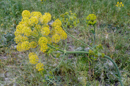 Planta de thapsia villosa con sus inflorescencias amarillas.
