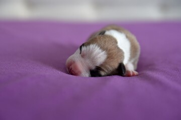 American Staffordshire Terrier puppy