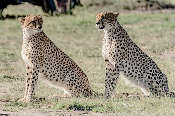 Wild Life