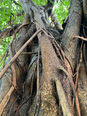Giant bearded fig,Shortleaf fig or wild banyantree (Ficus citrifolia) close up shot.