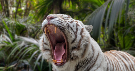 Close-up of growling white tiger / bleached tiger (Panthera tigris) pigmentation variant of the...