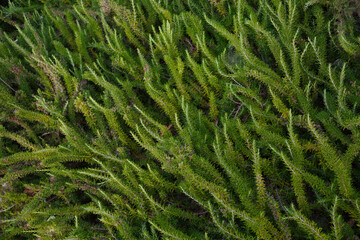 Texture from green plants. Greenery background