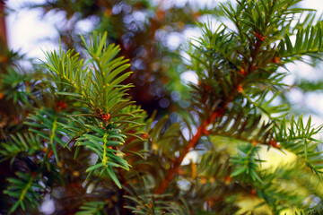 Tannenbaum Detail