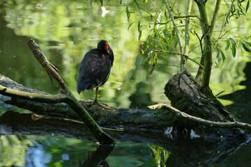 Enten am Teich. Wundervolle Wasservögel