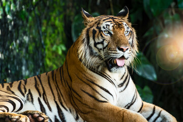 Fototapeta na wymiar Tiger lying relax in the zoo. 