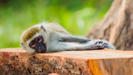 Playfull Monkey on the ground