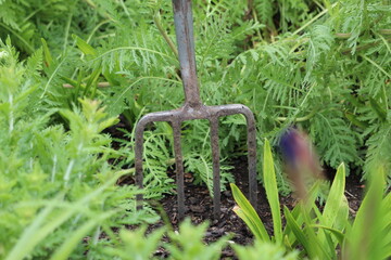 garden tools in the garden