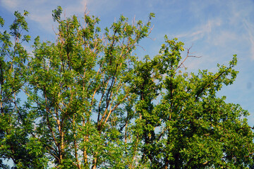 Grosser Baum mit vielen grünen Blättern