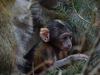 Un bébé macaque de barbarie un singe également connu sous le nom de Magot