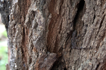 The lizard lurks in harmony with the bark of the tree