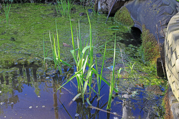 The gutter is flooded with water after the rain