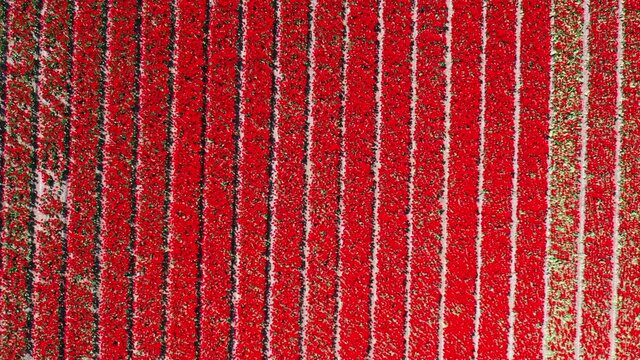 Aerial view of tulip bulb-fields in springtime, Holland, the Netherlands