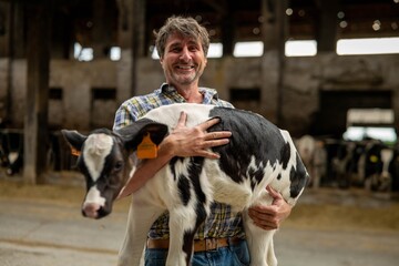 Authentic shot of a mature male farmer is holding on his arms an ecologically grown newborn calf...