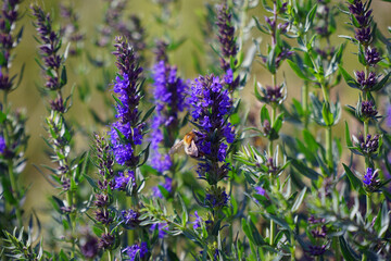 Ysop Pflanze im Garten