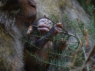 Un bébé macaque de barbarie un singe également connu sous le nom de Magot, joue avec une branche