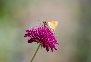 Large Skipper on AKnautica Macedonia flower