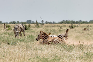 Fototapeta na wymiar Zebras lying on the ground covered with dust while the other Zebras watch