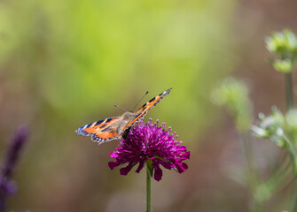 Small Tortoiseshell butterfly on Knautica Macedonia