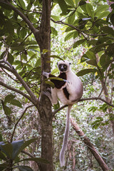Lemur