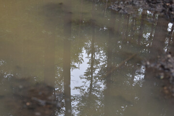 Schlammige Pfütze auf Waldweg nach Starkregen, Bäume spiegeln sich in der Oberfläche, Wasseransammlung in Fahrspur, Wasser kann nicht abfließen
