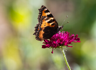 Small Tortoiseshell butterfly on Knautica Macedonia