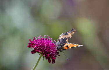 Small Tortoiseshell butterfly on Knautica Macedonia