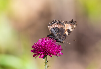 Small Tortoiseshell butterfly on Knautica Macedonia