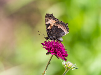 Small Tortoiseshell butterfly on Knautica Macedonia