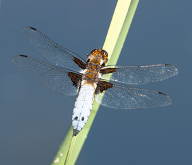 Broad-bodied Chaser Dragonfly on a reed