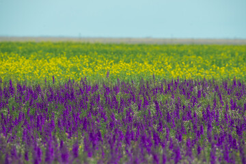 Obraz premium Endless fields of blooming rapeseed and delphinium on a sunny spring day. Flowering steppe, lines, geometry in the landscape