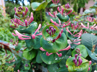 Water drops on round leaves of honeysuckle caprifolium (Lonicera caprifolium) in the garden after...