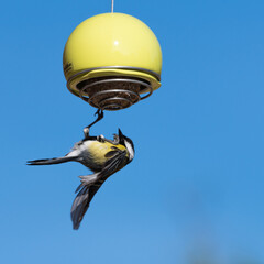 Great Tit hanging onto a suet ball feeder