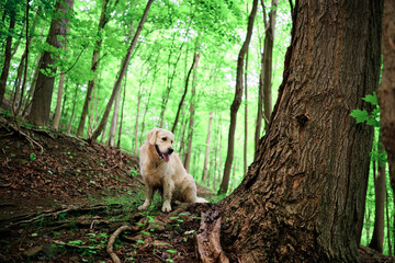 Joyka the Golden Retriever enjoying his daily hike on the Woodland trail in Edgeworth, Western Pennsylvania 