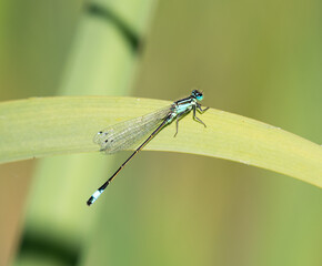 Azure Damselfly on a reed