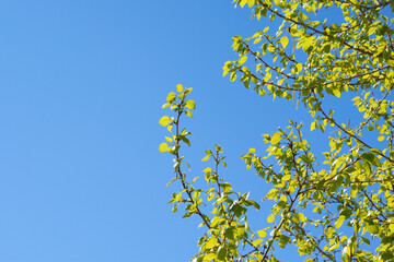 Green leaves background on blue sky in sunny day. Beautiful background for printing on postcards and clothing, placement on the site. Summer sunny background close up