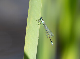 Azure Damselfly on a reed