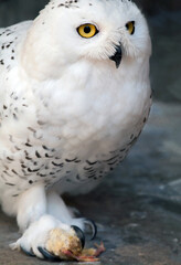 Fototapeta premium A hungry snowy owl holding prey in its claws. Selective focus.