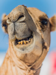 A close up of the face of a smiling Camels