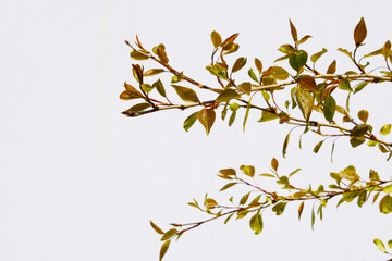 Green leaves background with shadow on white colour wall. Green leaves background with copy space.