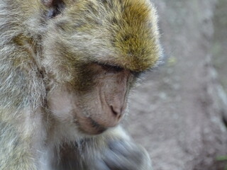 Portrait d'un macaque de barbarie un singe également connu sous le nom de Magot