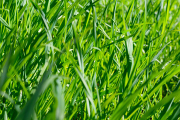 Green grass spring texture. Selective focus. Sunny grass texture summer time. Nature summer background