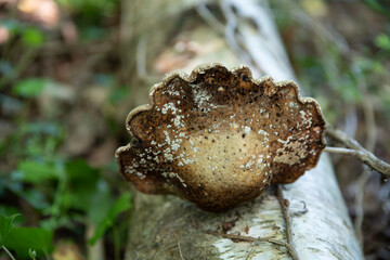Close-up of a mushroom on the trunk of a tree in the forest